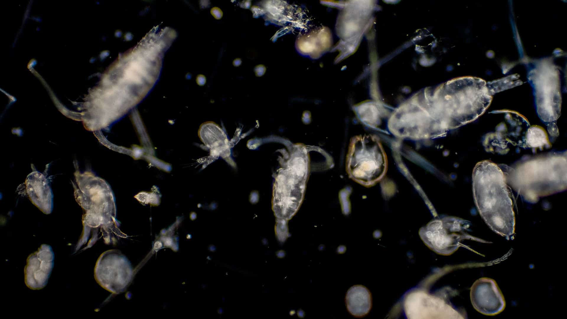 Zooplankton under microscope