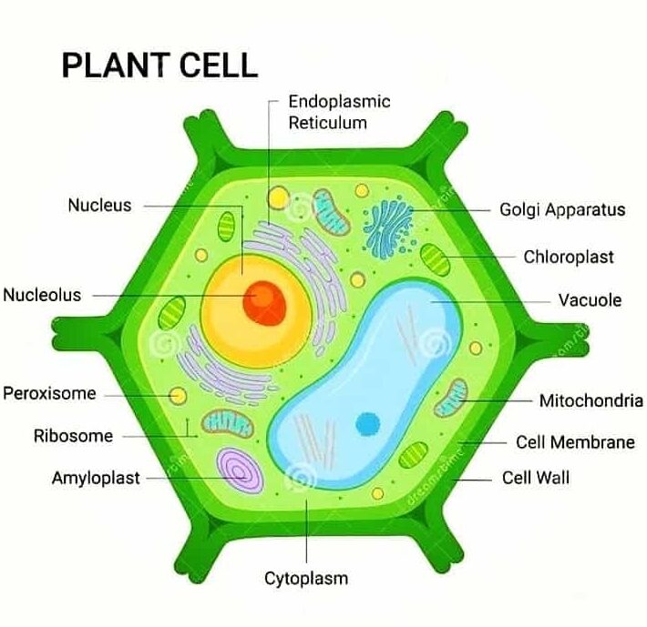 All other plant-like cell structures