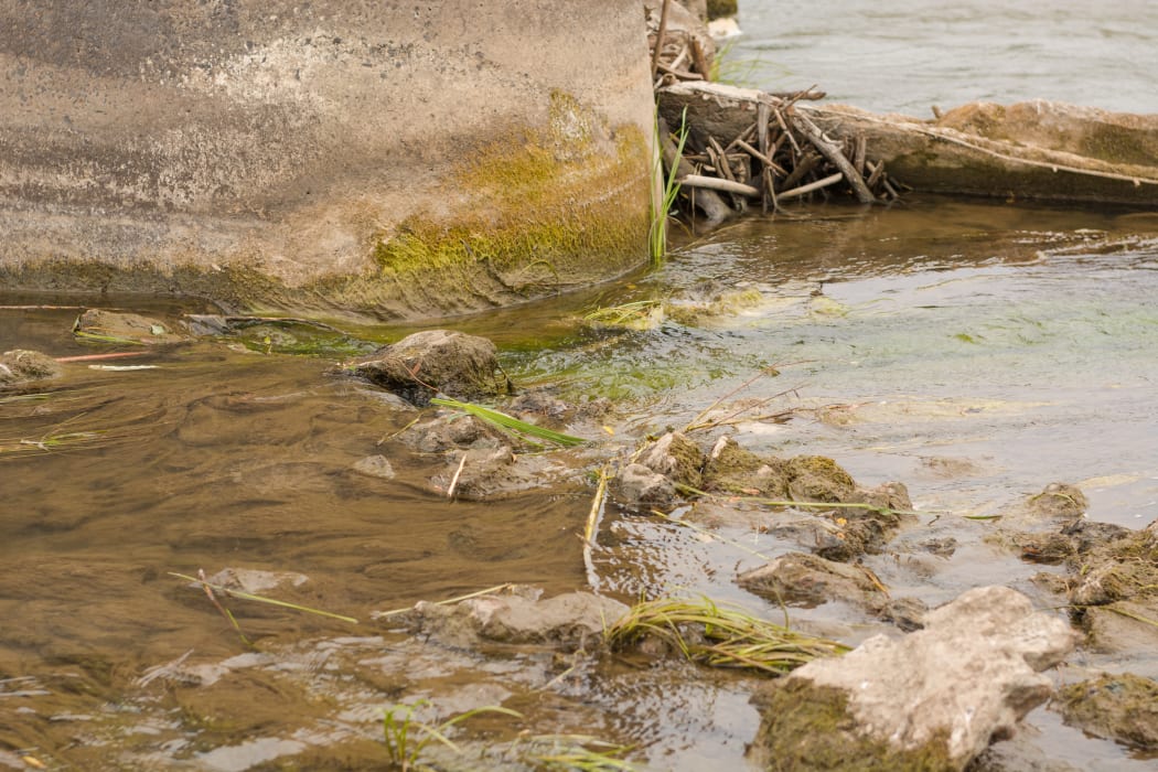 River showing cyanobacteria formation