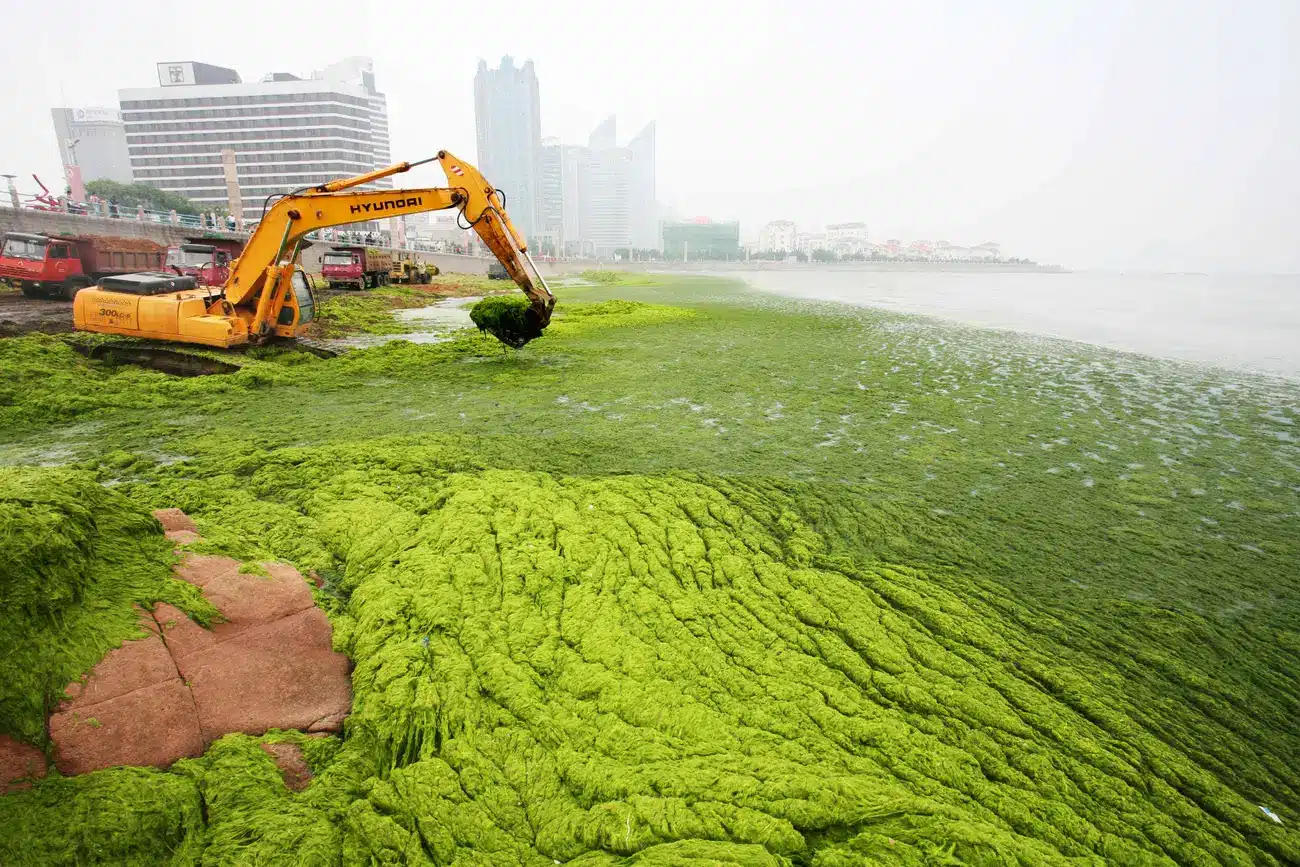 Heavy machinery is deployed to clear algae from the coastline of Qingdao, Shandong province, China.