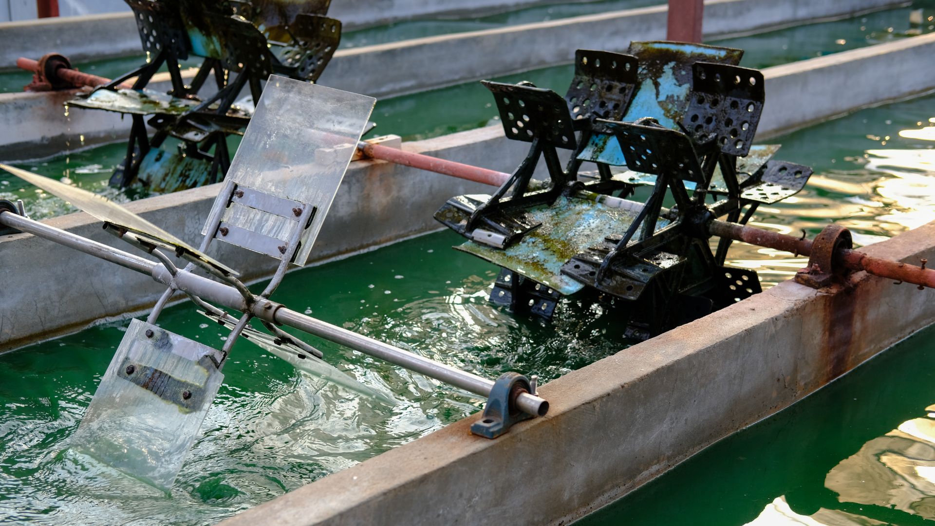 Algae accumulation on equipment