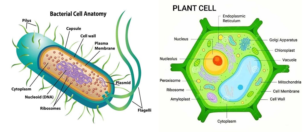 bacteria cell-structure of filamentous algaeAll other plant-like cell structures