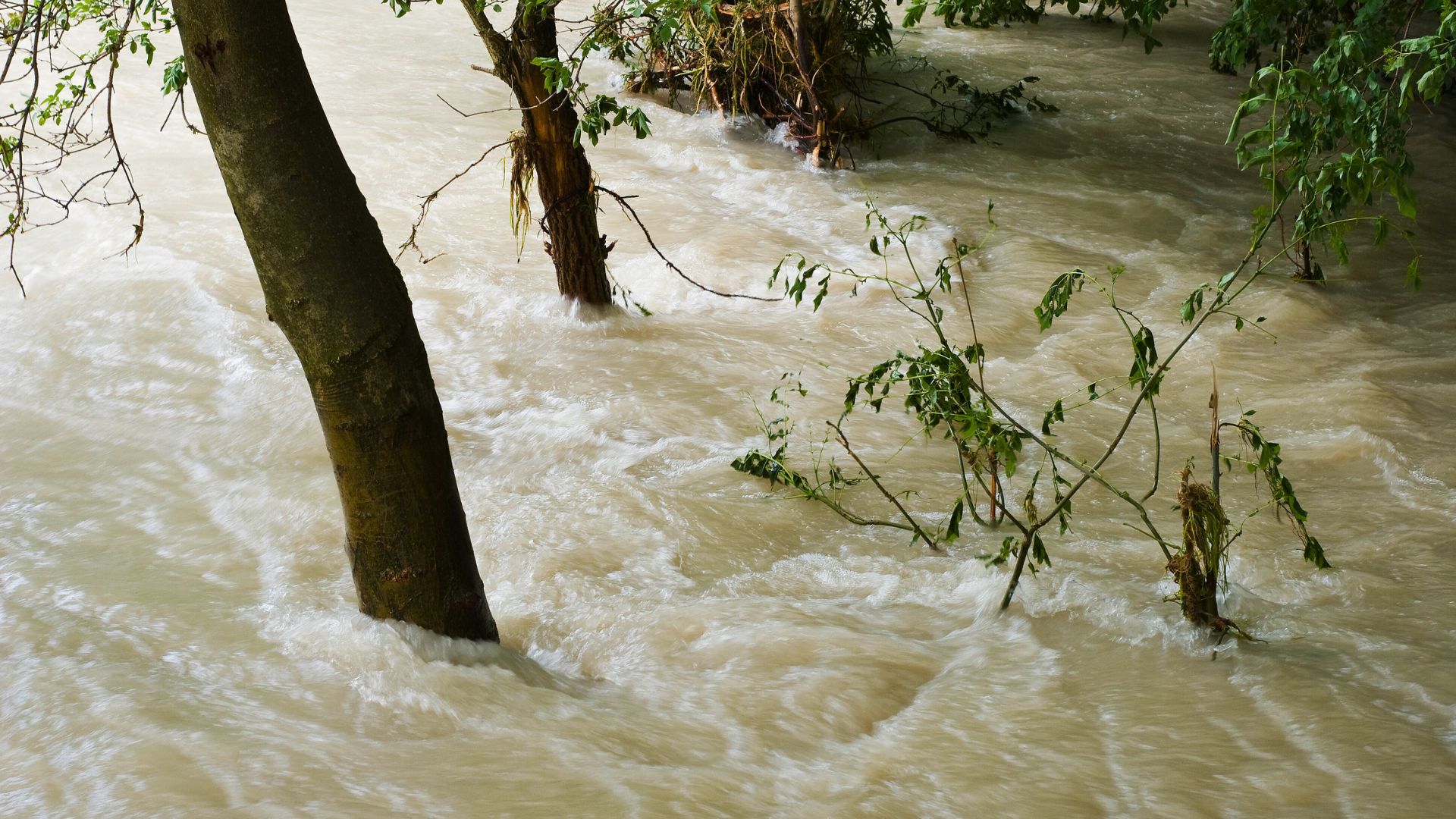 Floodwaters rushing through, submerging tree trunks and branches with green leaves, creating powerful currents.