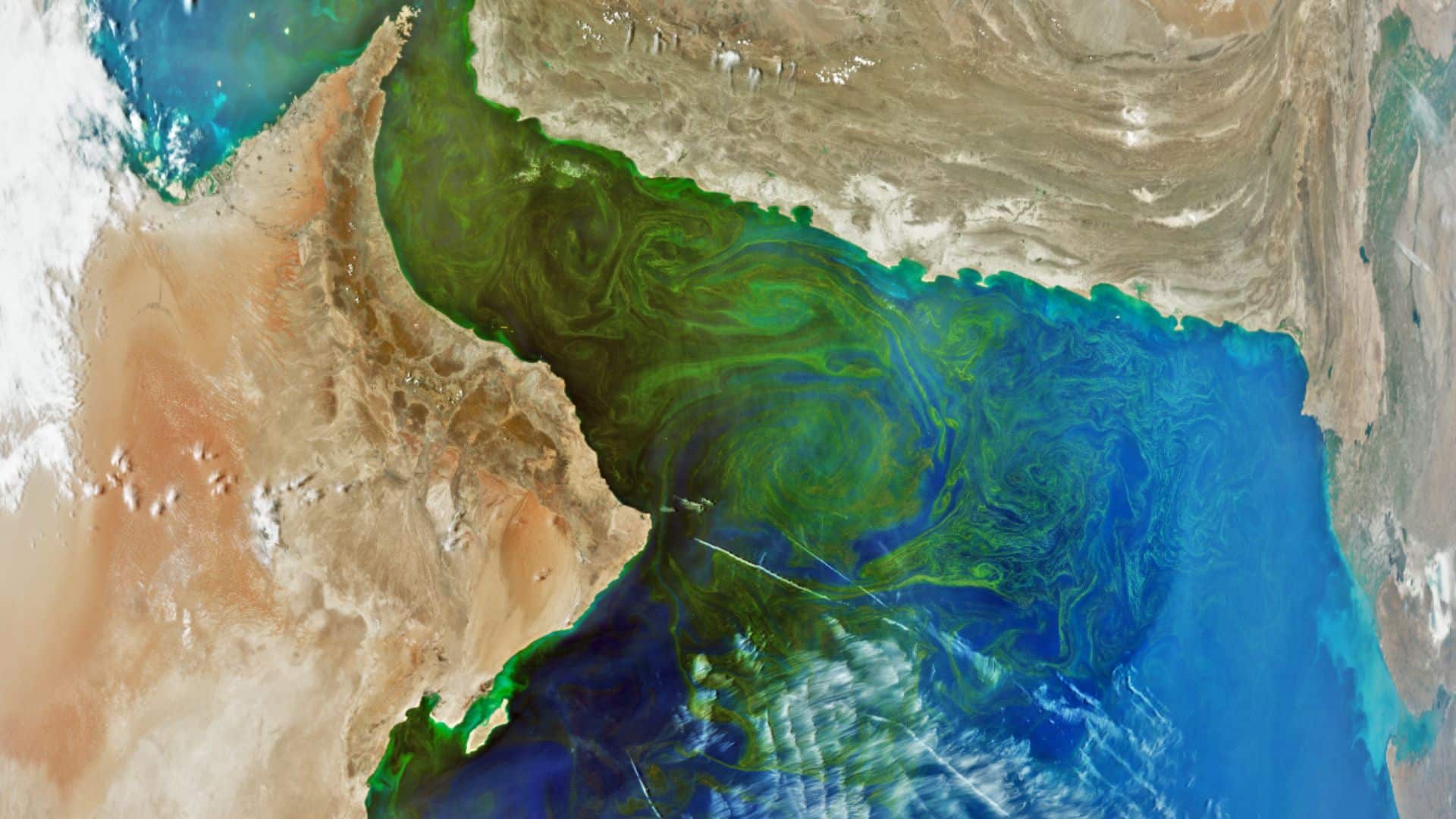 Phytoplankton blooms in the Gulf of Oman