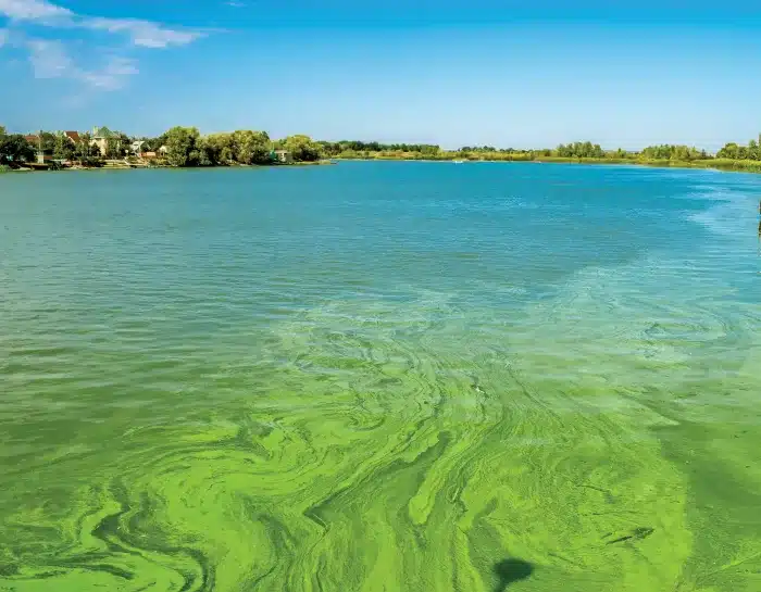 Lago Okeechobee coberto com uma florada de algas verde brilhante sob um céu azul e uma linha de árvores ao longe.