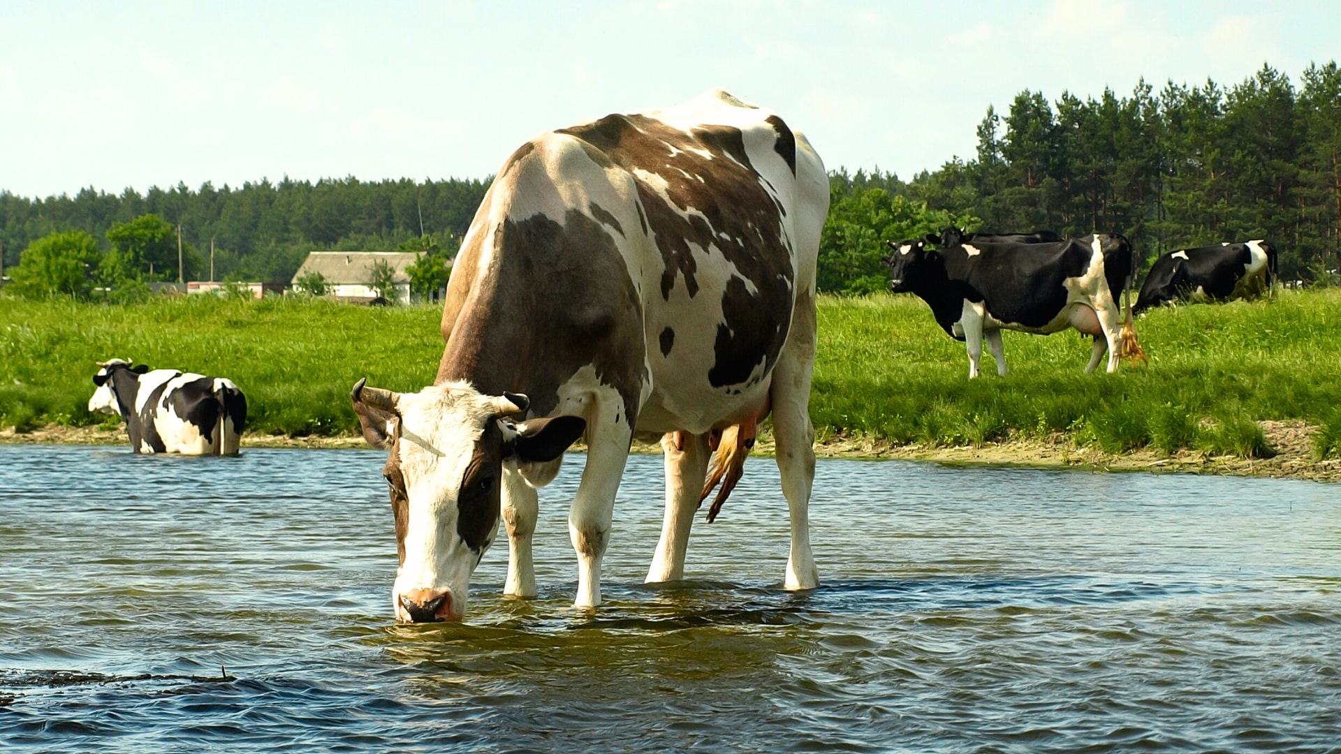 Cow drinking from algae contaminated agriculturall water