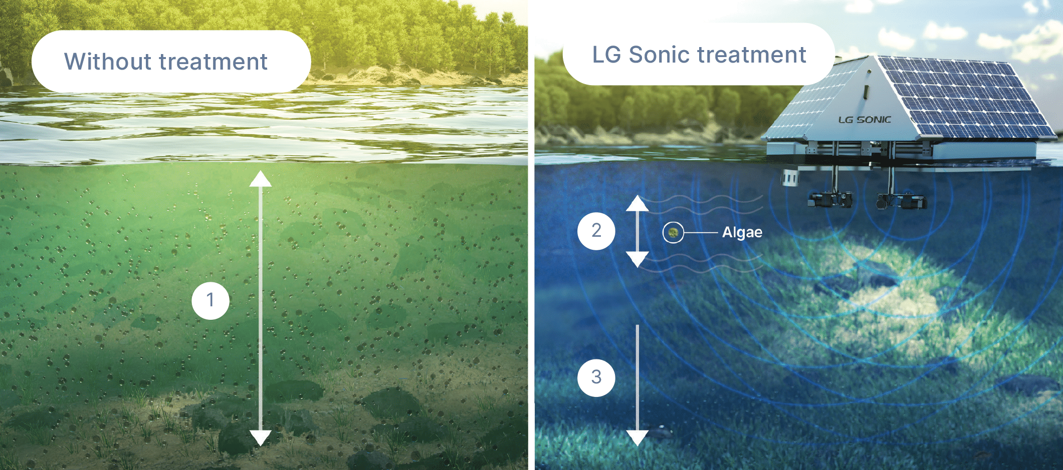 Algae's condition, with and without ultrasound technology.