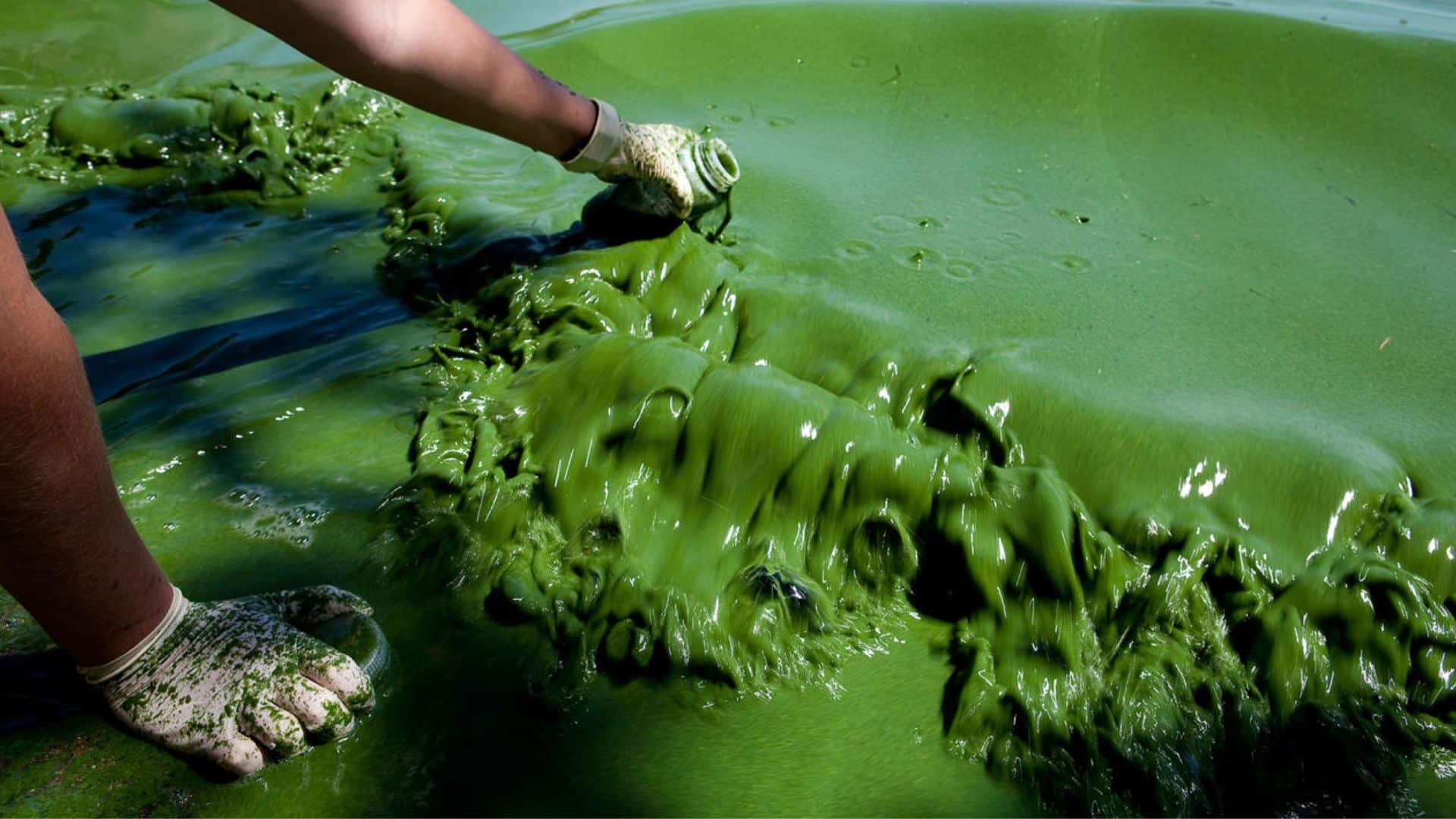 Algae contaminated water
