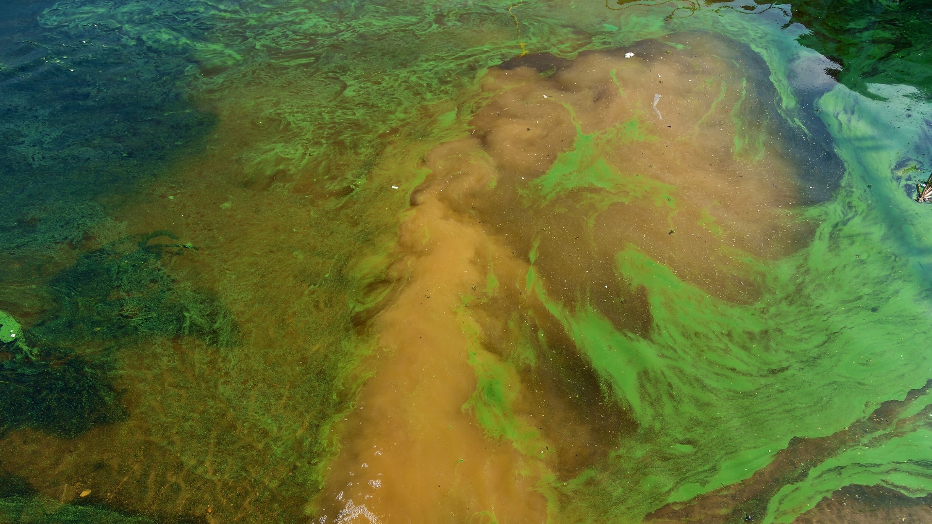 A webinar hosted for people to understand the different types of algae, its causes and impact on the environment and types of technologies used to combat it.