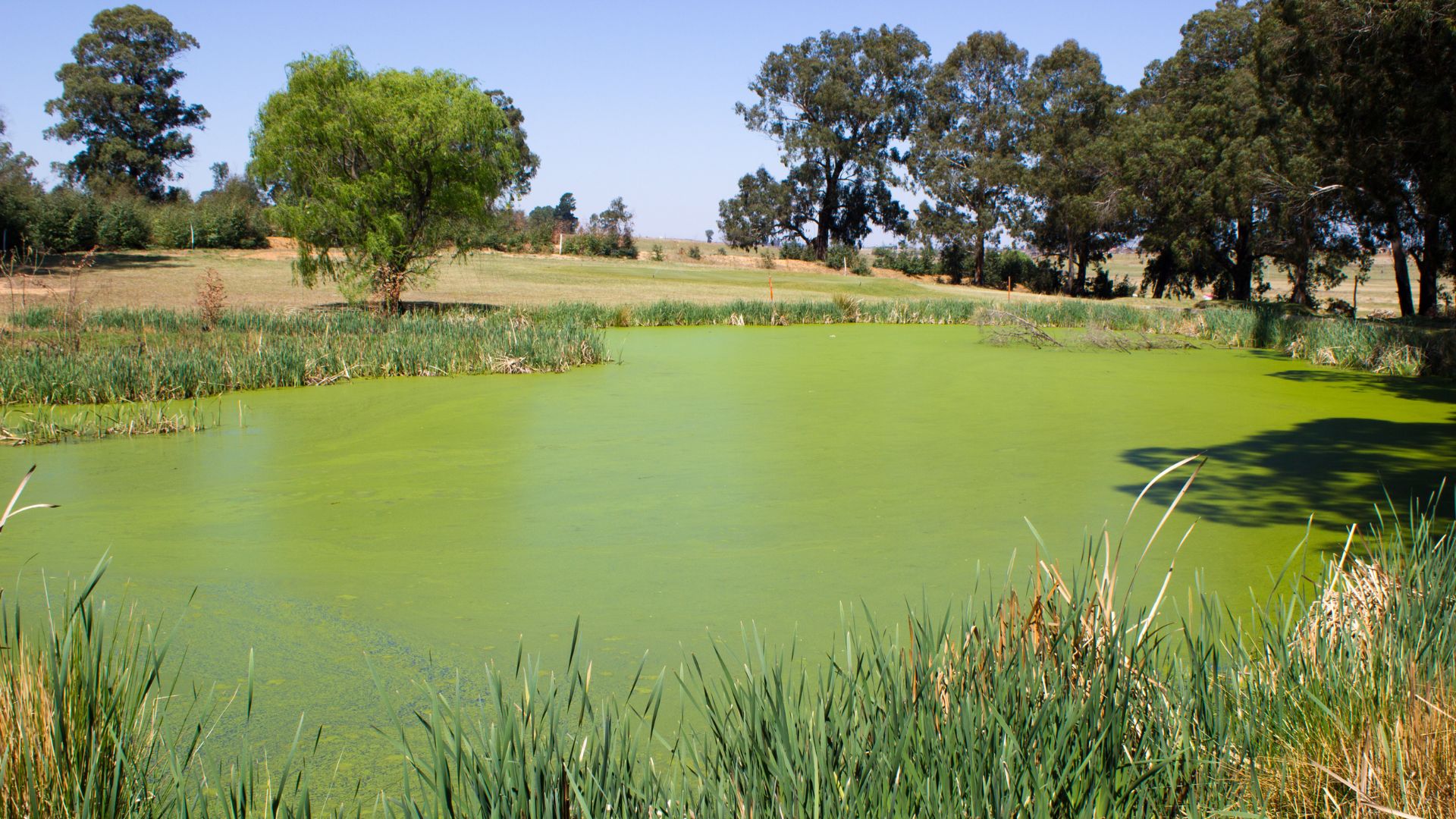 A pond covered in blue-green algae or cyanobacteria, surrounded by trees under a clear blue sky.