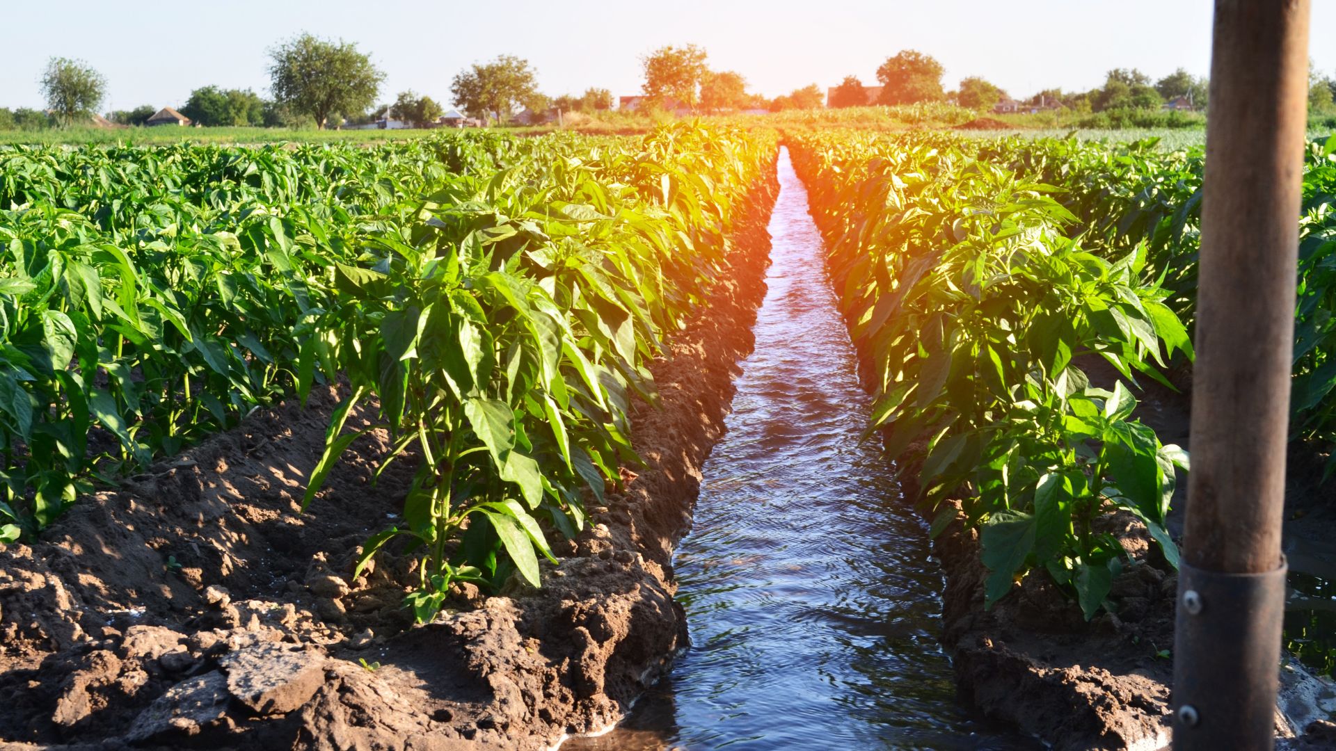 Excess water from farm fields carries nutrients and chemicals into nearby waterways, contributing to agricultural runoff.