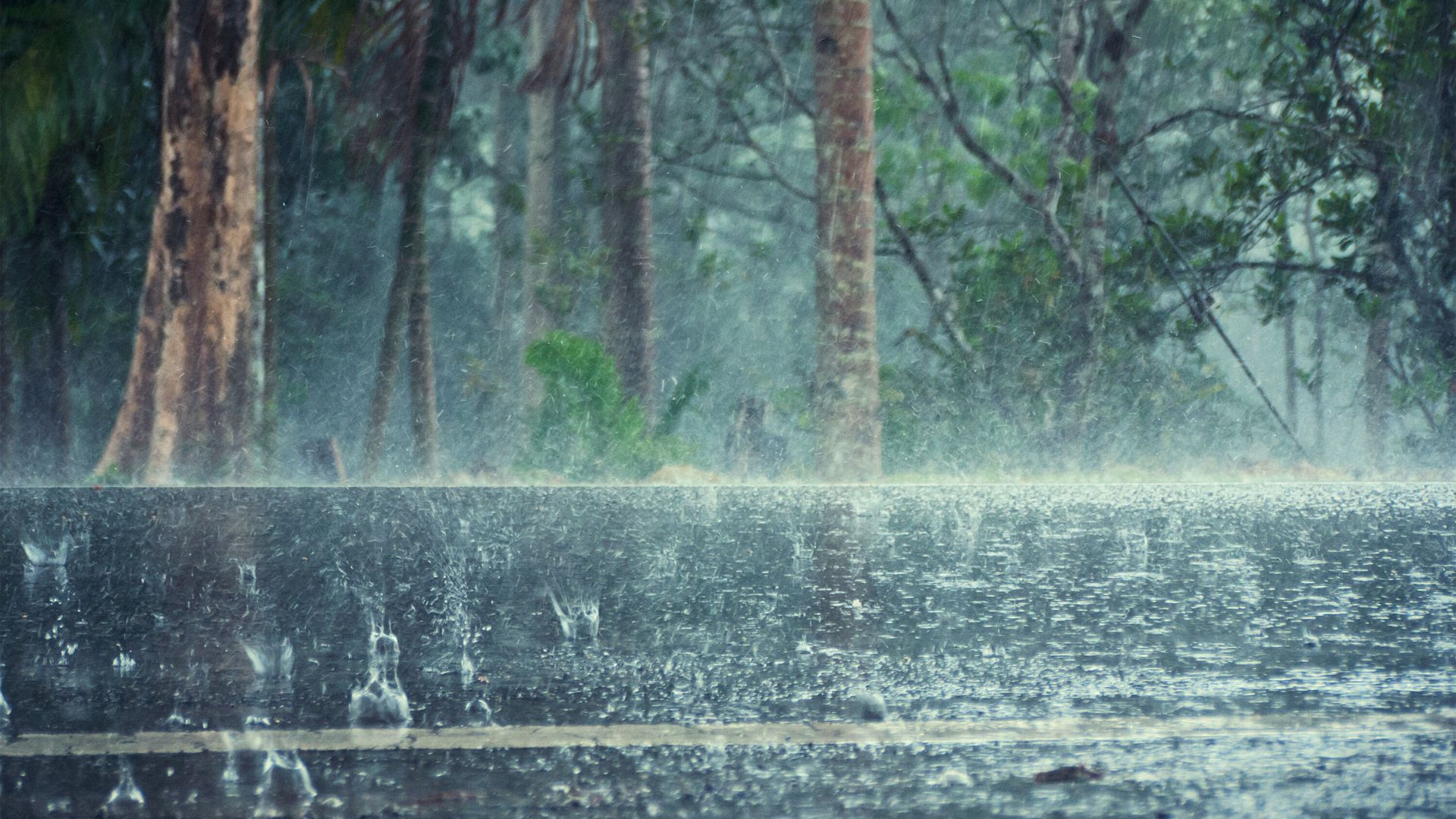 Heavy rain falls on a forest, creating splashes on the wet ground and blurring the view of trees in the background.