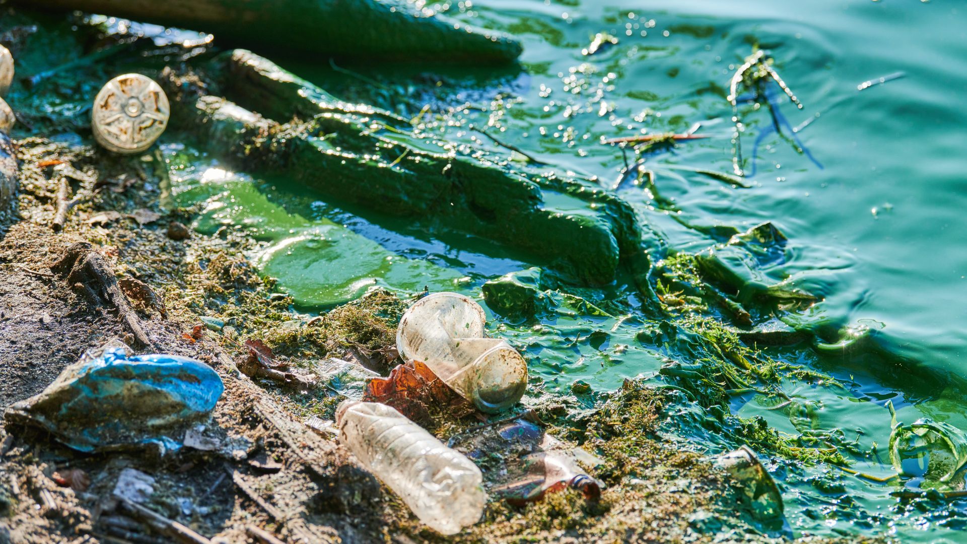 The polluted lake shoreline, littered with plastic bottles and trash, is plagued by blue green algae both in the water and on the ground.