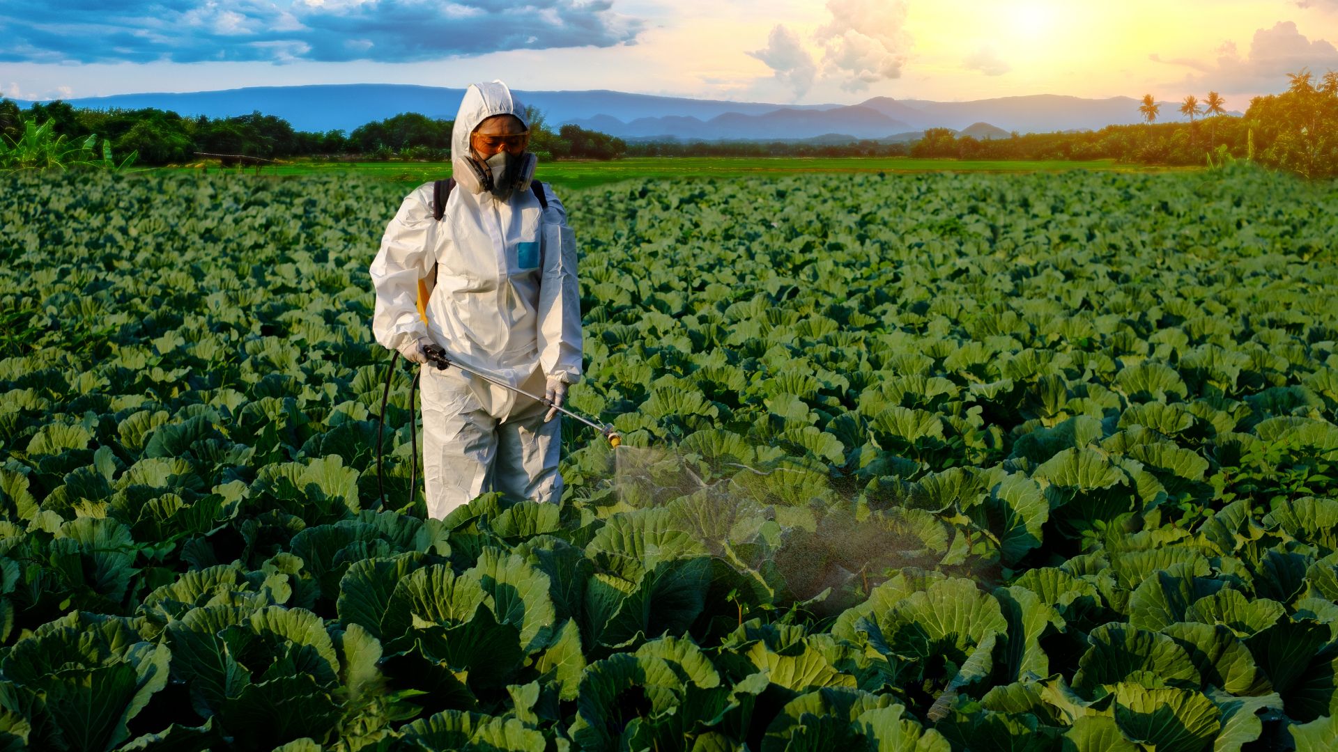 A person wearing protective clothing and a face mask sprays liquid fertilizer over a lush green field.