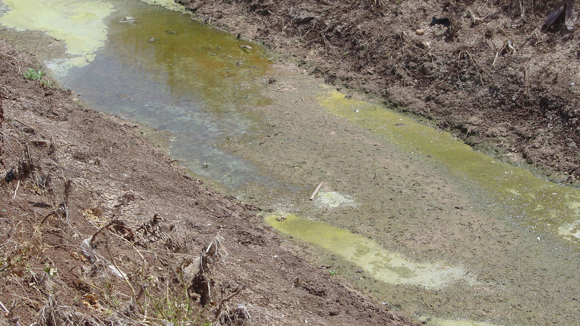 Una vista en primer plano de un canal de riego lleno de florecimientos de algas.