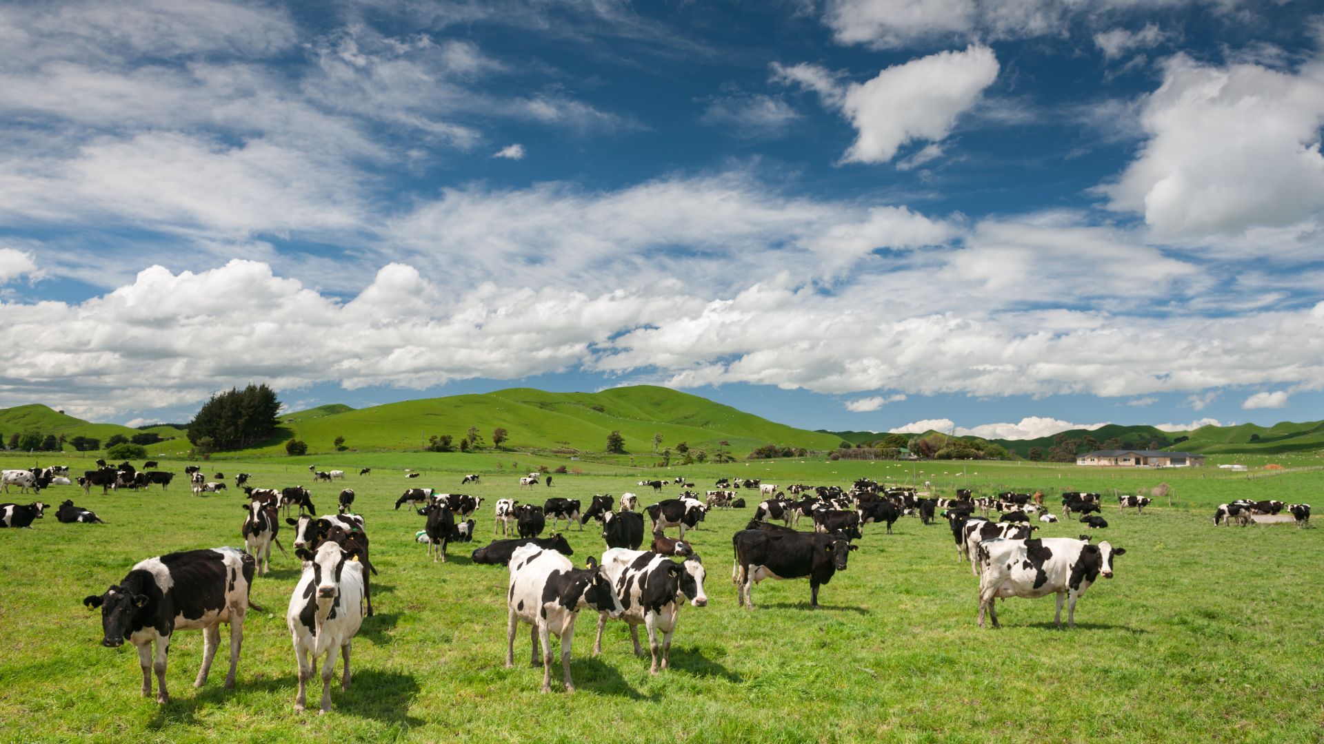 Livestock production impacting climate change through GHG emissions