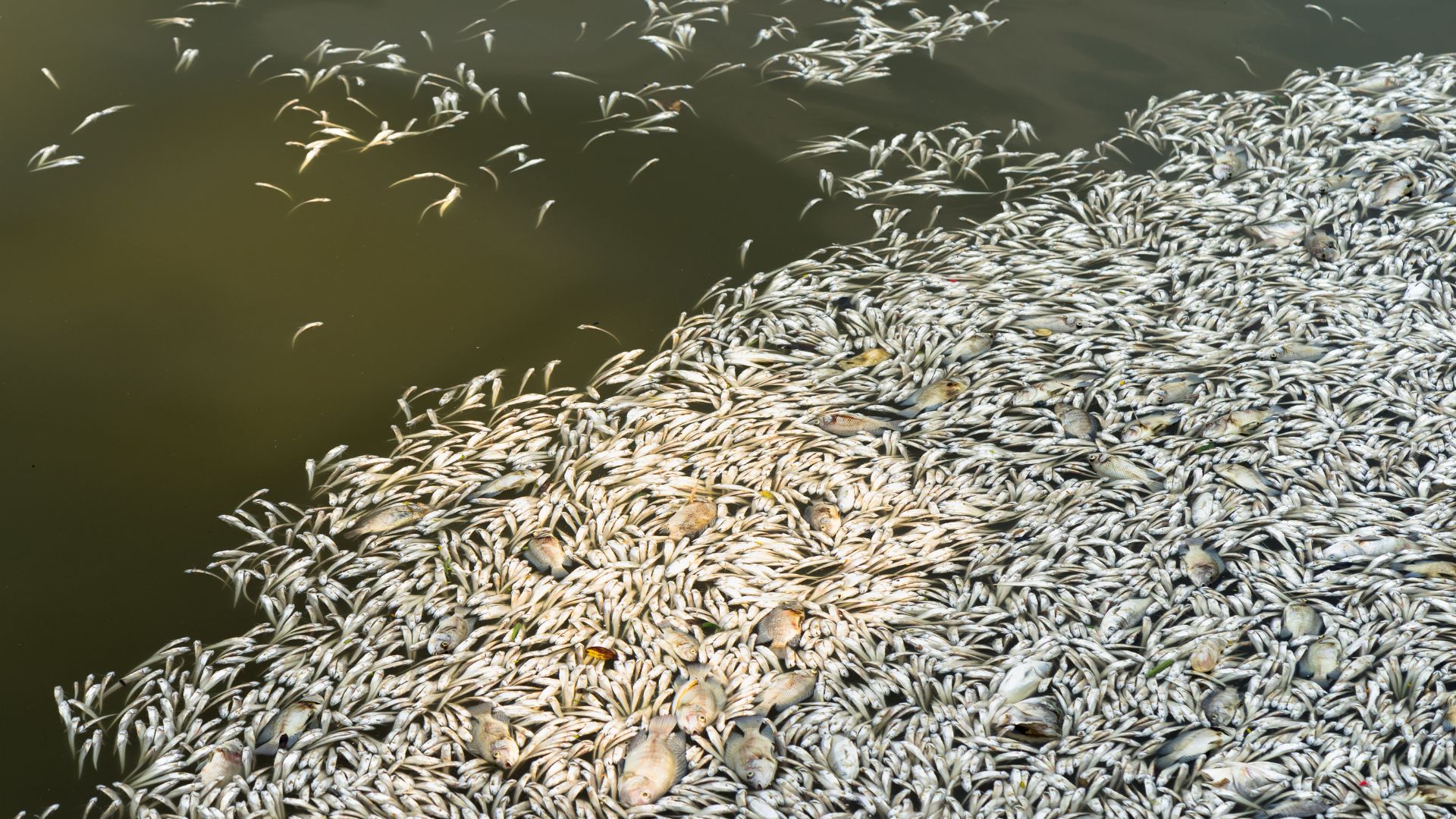 Peces muertos debido a la contaminación del agua por cianobacterias (algas verdeazuladas).