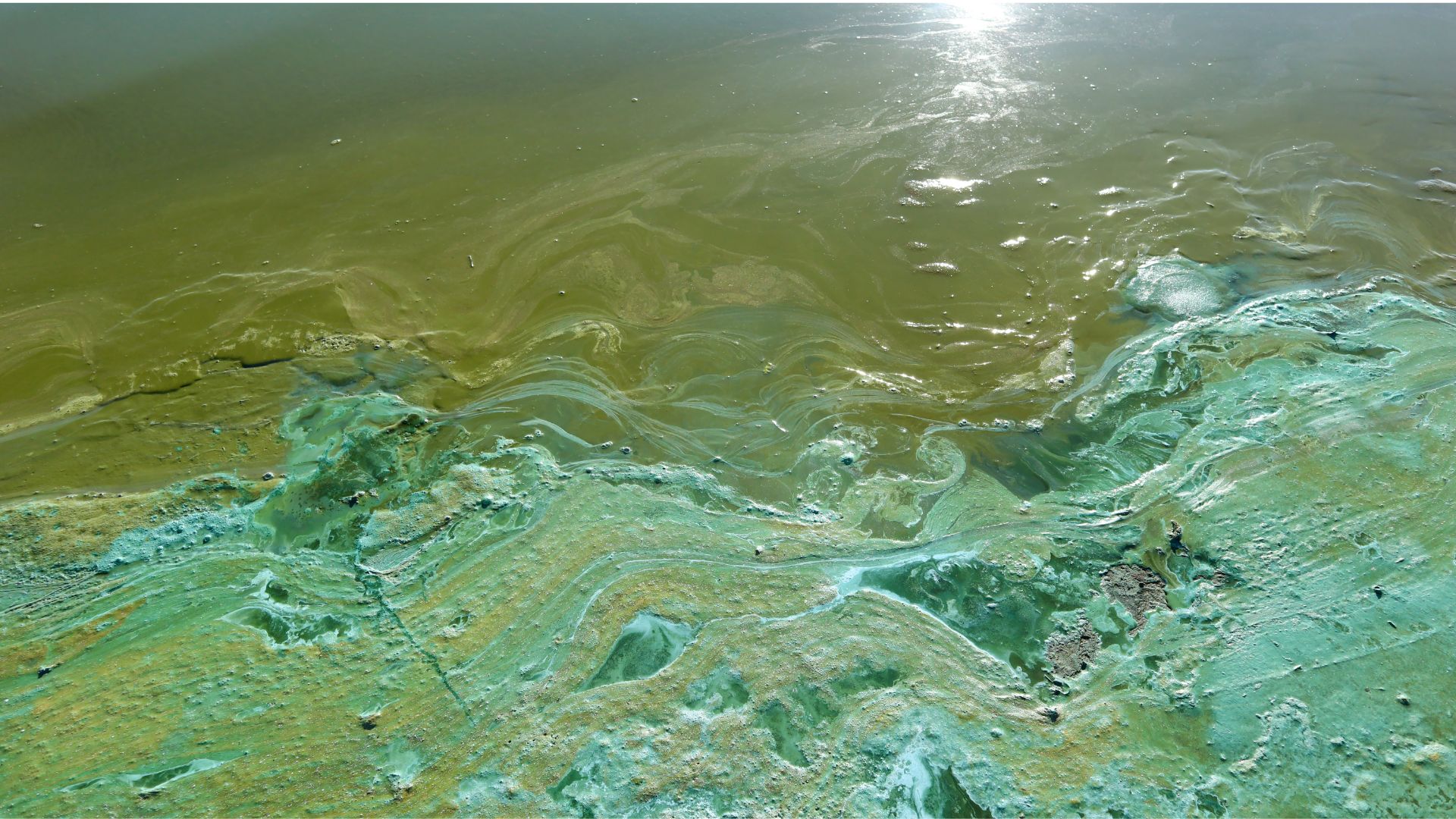 Algal blooms form as a consequence of agricultural practices