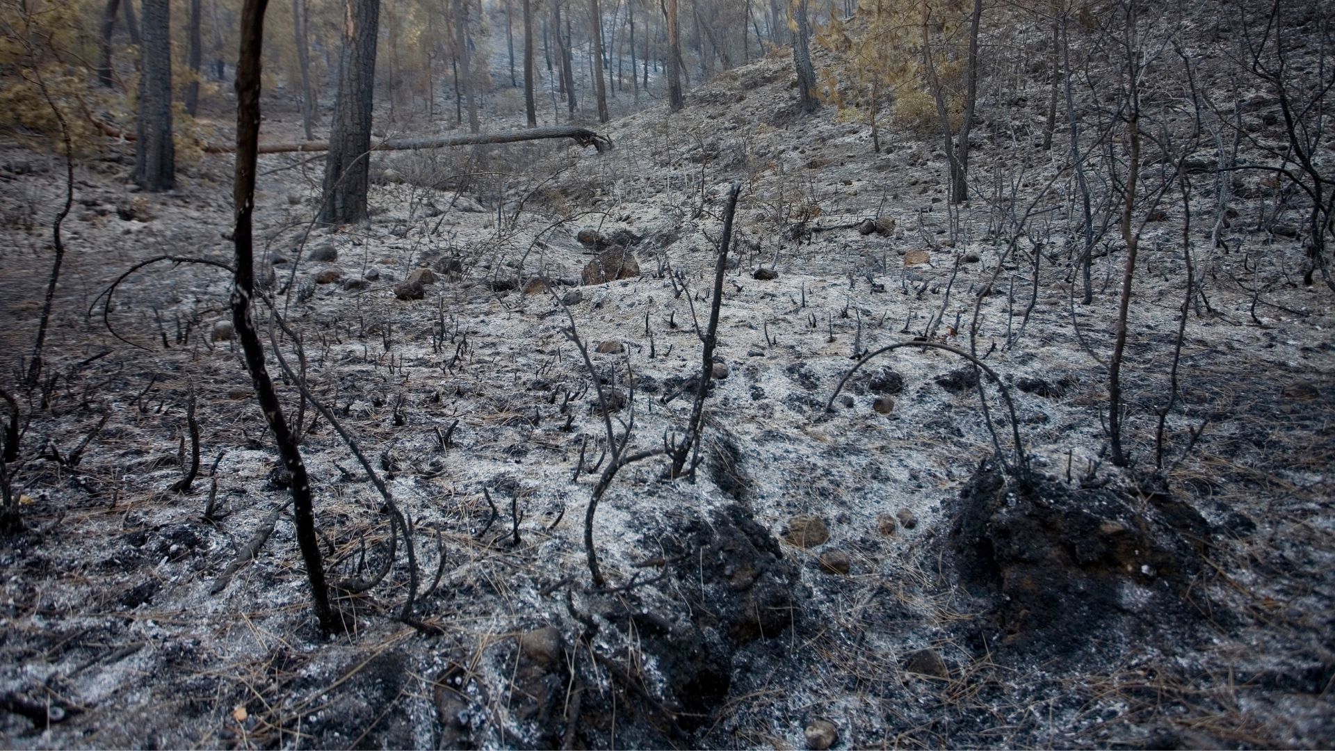 A forest after a wildfire covered in ash.