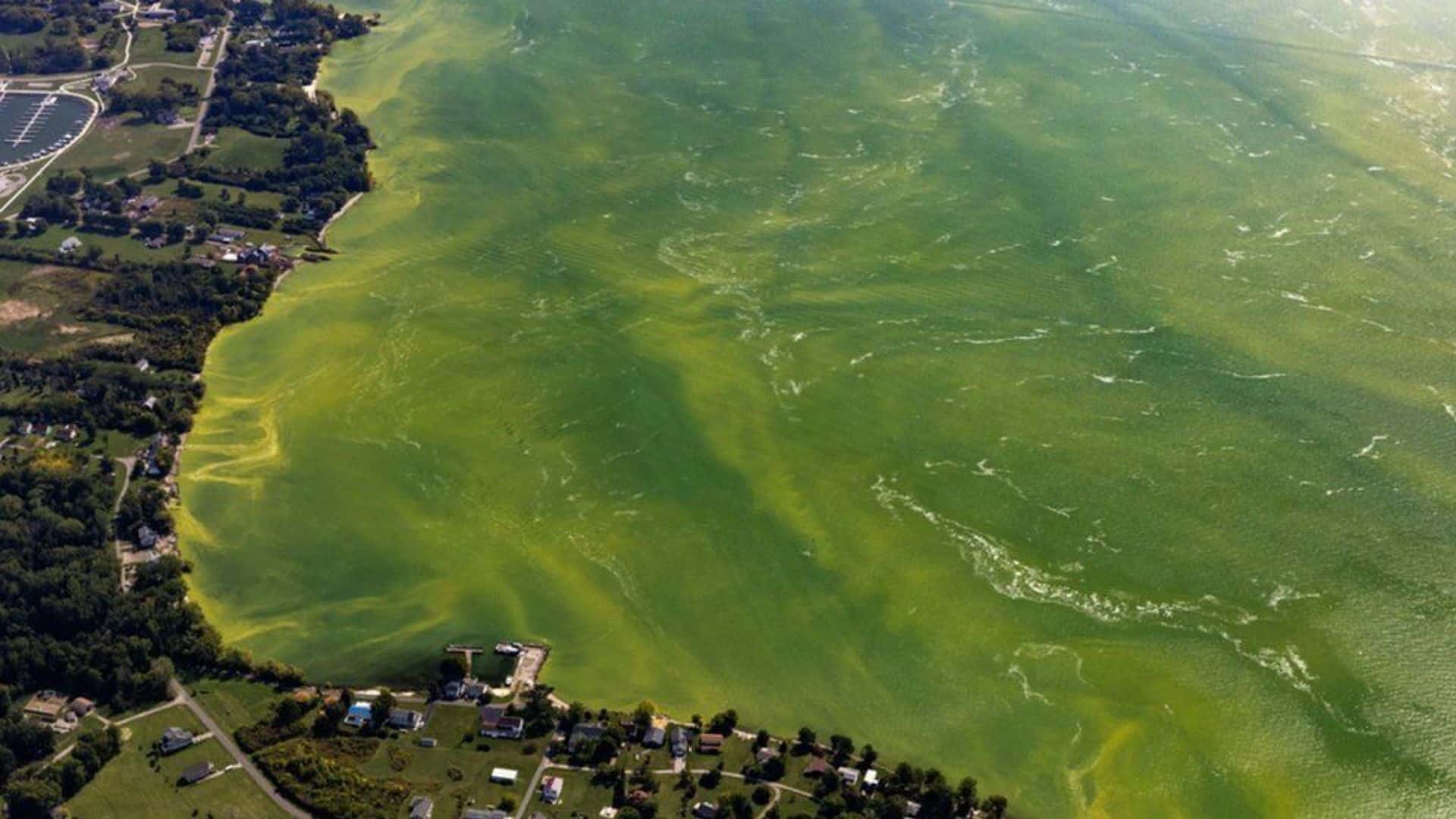 Severe proliferation of blue-green algae in Lough Neigh.