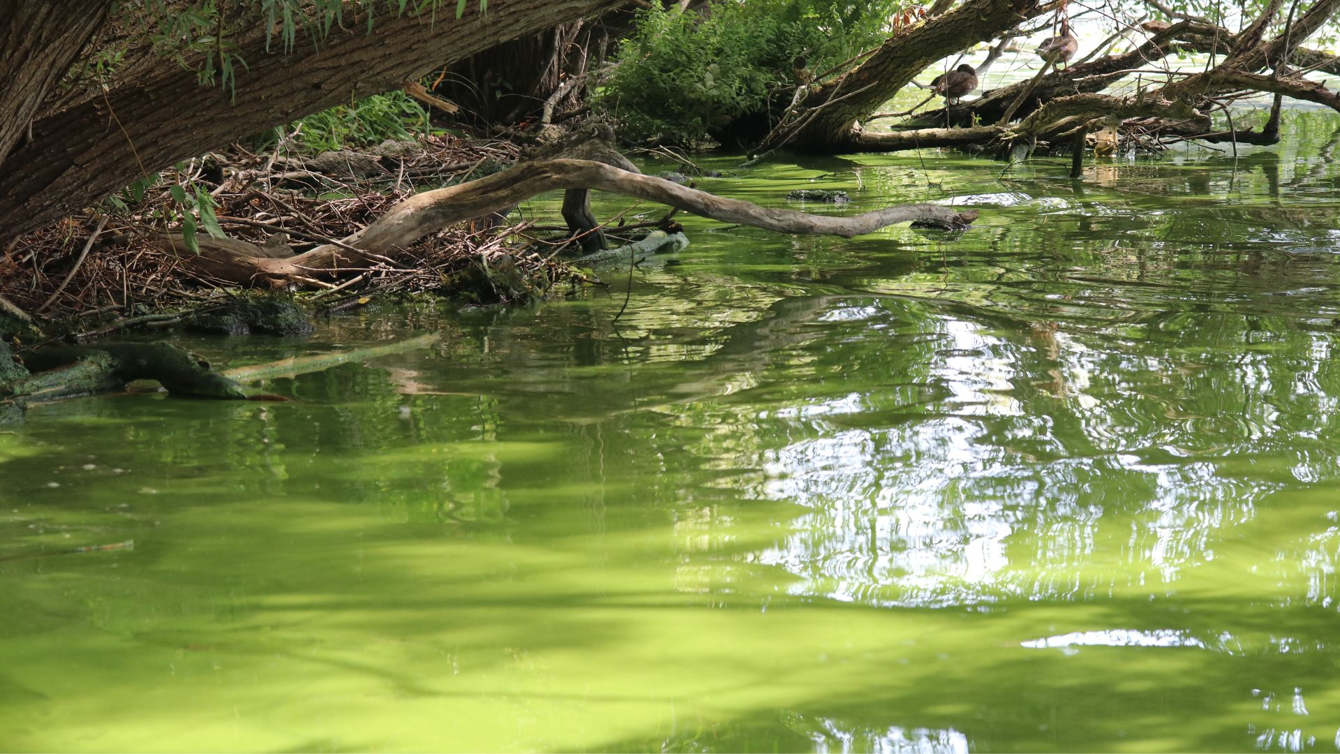 Water body covered in cyanobacteria, or blue-green algae.