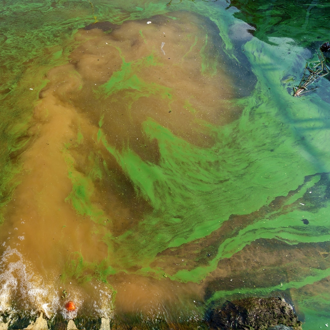 In this webinar, we highlight the types of algae, their impact on humans and the environment, and the technologies used to get rid of algae.