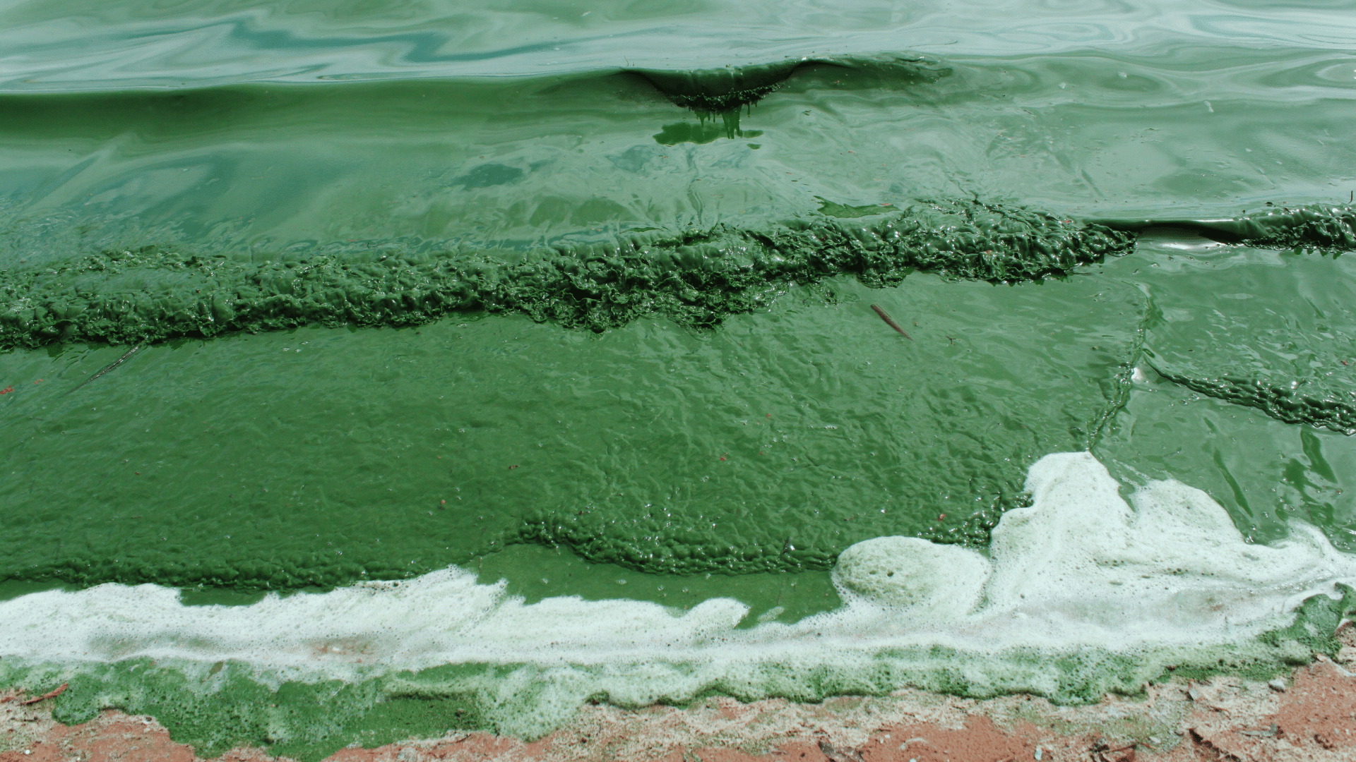 Green algae bloom on water surface near shoreline, creating thick layers with some white foam at the edge.