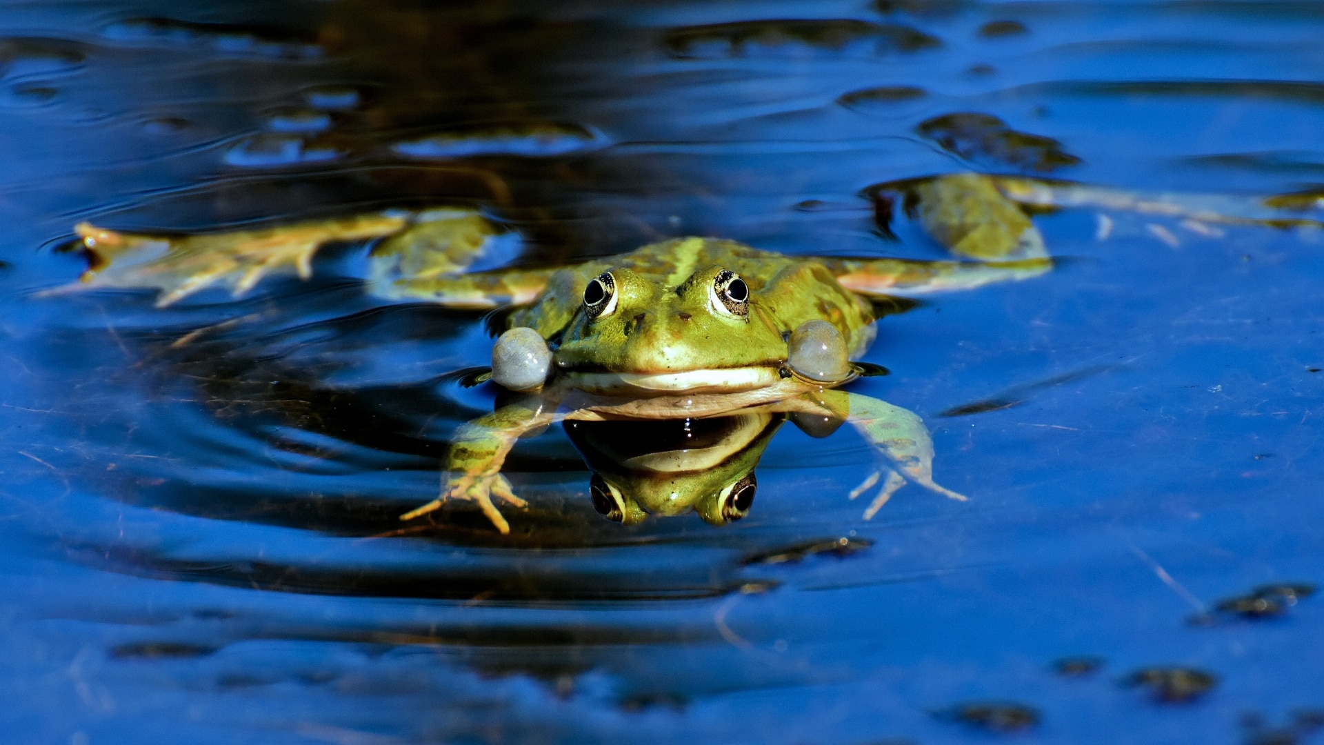 Frog swimming in water