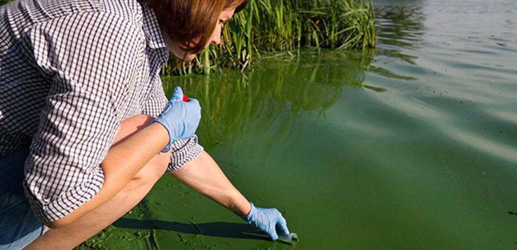 harmful algal blooms experiment