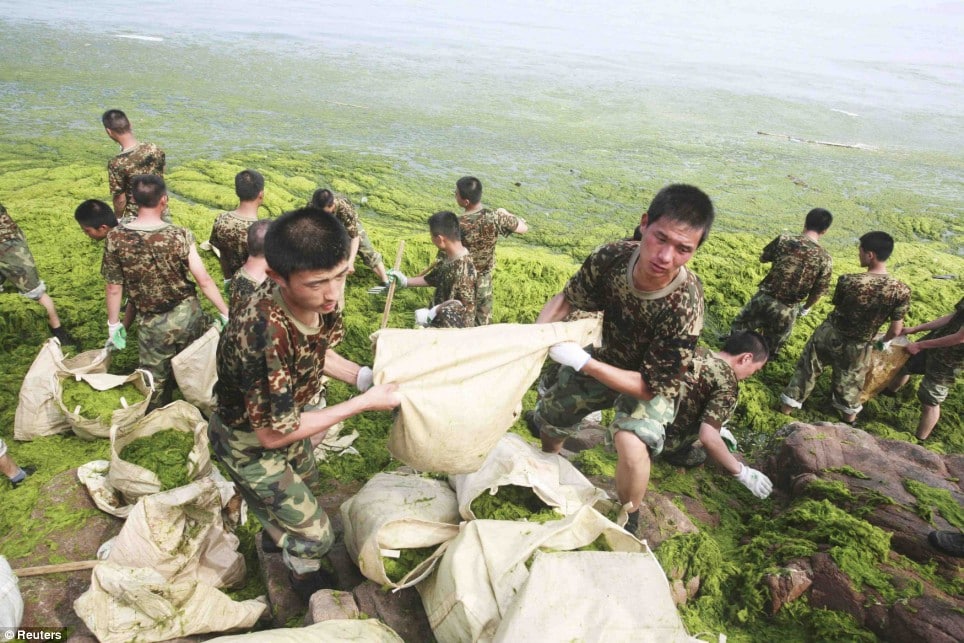 Chinese officials deploy hundreds of boats and thousands of people to remove large algae blooms from the waters off Qingdao, that were disrupting the Olympics.