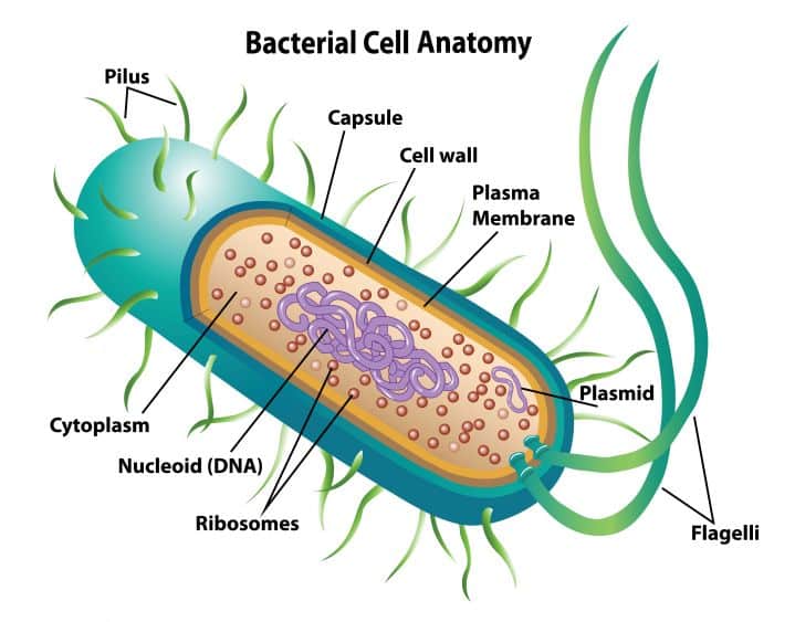 bacteria cell-structure of filamentous algae