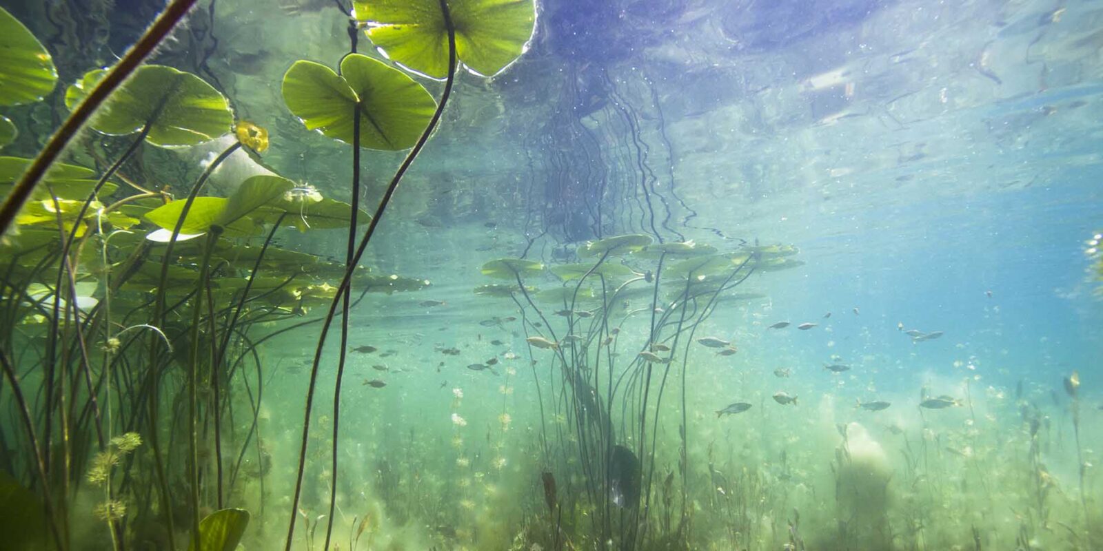 Importance Of Aquatic Plants And Algae In A Lake s Ecosystem LG Sonic